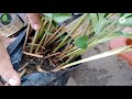 इलायची के पौधे को घर में कैसे उगाएँ how to grow elaichi at home पौधा मंगवाने के किए 9826958307