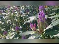 the beauty of alaskan flowers appreciation and slowing down