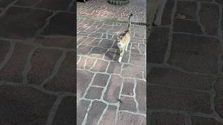 Cute cat meowing 可愛貓咪喵喵叫朝人跑來撒嬌討摸摸