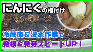 #63 にんにくの発芽スピードをあげる！発芽まで４日！～冷蔵庫での低温処理＆水への浸水作業(10月)～【プランター】【山東にんにく】【つるつる植え】【カルスNC-R】