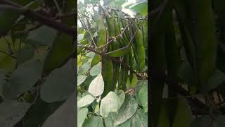 আমার শিম গাছ my bean plant #shorts #শিম #সবজি