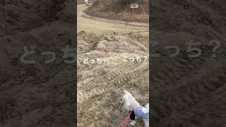 【監督は犬】ライダーはどこだ⁈コース入り口で迷ってます