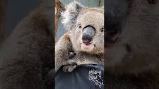 Rescued koala sounds like pig