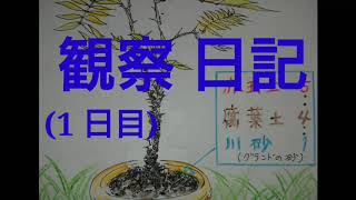 植物かんさつ絵日記 1日目 (元気のない山椒の木の植え替え)