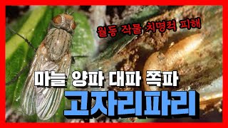 마늘농사 고자리파리 방제 월동 작물의 최대 적