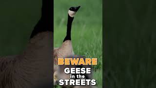 Traff-#ick: Why do Canada geese take over the roadways in spring?