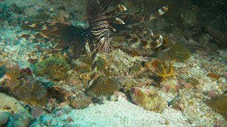 HDObservations : Red Lionfish (4K UHD)