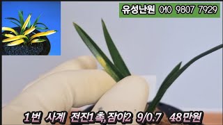 1월31(금) 사계,동광,무명중투,송월금,삼홍,명금보,산반중투,환엽산반,진영,송죽   좋은 품종들 판매합니다. 많은 성원 부탁드립니다 #춘란