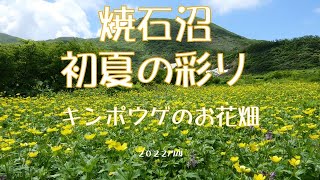 焼石岳ー初夏の彩り（2022年7月4日）東成瀬登山口から八合目の焼石沼まで。焼石沼周辺はキンポウゲに埋め尽くされています。