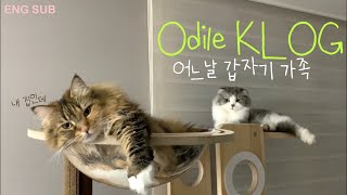 (ENG) vlog “ 주부일상 • 고양이 입양 • 성묘합사 • 프렌치 요리교실 • 미술관 키즈 프로그램 • Korean Mom • Seoul Life