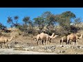 பாலைவனக் கப்பல் ஒட்டகம்🐪 camel with calves desert king salalah oman