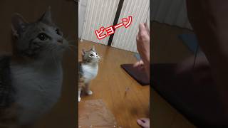 ダイソーの猫じゃらしに夢中 #保護猫 #子猫 #ダイソー