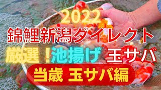 【金魚らいふ】待望!2022 錦鯉新潟ダイレクト!厳選!！池揚げ 玉サバ！『当歳玉サバ編』