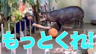 【上野動物園】コビトカバのモミジ＊おやつタイム