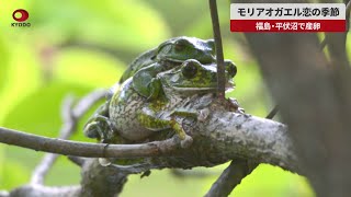 【速報】モリアオガエル恋の季節 福島・平伏沼で産卵