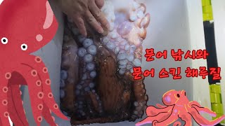 1/23 문어 낚시 도중 만난 피문어 8KG!!(해루질)