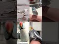 More Passion viral tiktok sound (Birds) | who did it best?