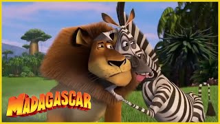 DreamWorks Madagascar en Español Latino | Volverse loco | Dibujos animados para niños
