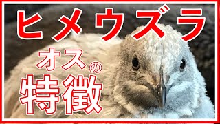 オスのヒメウズラの特徴【Characteristics of the male quail】雄性鹌鹑的特征