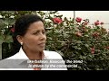 workers in ecuador prepare roses for export for valentine s day