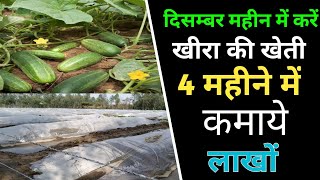 दिसम्बर महीने में खीरे की खेती कैसे करें |Kheera Ki Kheti Kaise Karen |