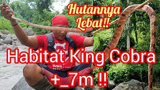 Mencari keberadaan King Cobra +_7m , menemukan ular eksotik!!