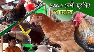 ১টা দেশি মুরগি থেকে মাসে ৫০০ টাকা লাভ | ১৩০০ দেশী মুরগির খামার করে সফল নাওগাঁর শাওন