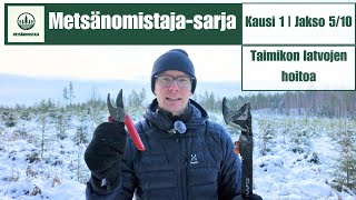 Metsänomistaja-sarjan 5.jakso | Taimikon latvojen hoitoa 🌲