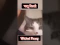 yeda ban ke peda khati kitty funnyvideos viralpets funnypets funnyfails @whattheittefaaq