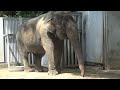 2022.7.11 宇都宮動物園☆象の宮子ちゃん_04