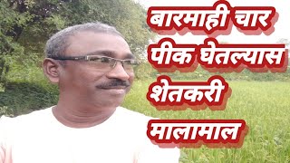 बारमाही चार पिक घेतल्यास शेतकरी मालामाल//If four perennial crops are harvested, the farmer is rich