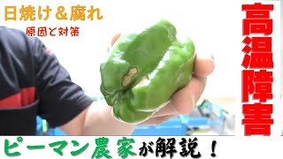 猛暑日で大ピンチ？ピーマン尻腐れ\u0026日焼け果の対策