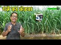 sugarcane top 5 रोग गन्ने के पांच प्रमुख रोग रोगों में अंतर व इलाज गन्ने के सभी रोगों की पहचान