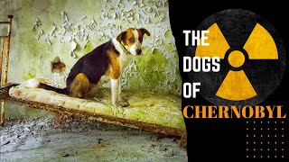 চেরনোবিলের পরিত্যক্ত কুকুর / / Chernobyl created rarest dogs of the world