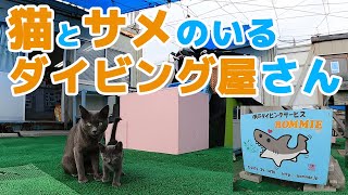 GoToトラベルで館山にダイビング　猫とサメのいるダイビング屋さん編