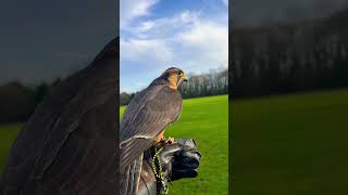 Aplomado falcon                                                  #falcons #falconry #hawk #hunting