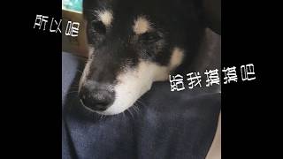 【黑柴】柴犬日常生活2