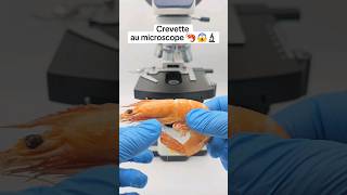 Oseriez-vous manger une crevette zoomer 400X ?😱😱 #microscope #macro #zoom #crevettes