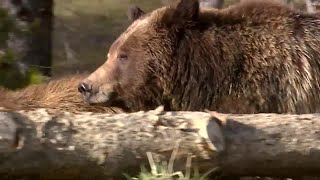 Judge rules in favor of protections for grizzly bears