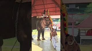 Thechikkottukavu ramachandran taking thidampu and doing pradakahina@ their temple