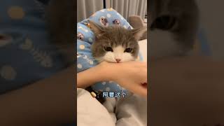 这还像一只绝育的小猫咪吗？？？#shorts