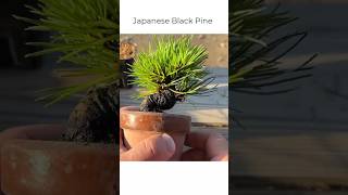 #BlackPine #bonsai #plant  黑松