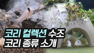 본격 코리 입덕 영상 | 키우는 코리 소개