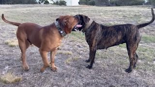 Boerboel Play Time #boerboel #shortvideo #doglover