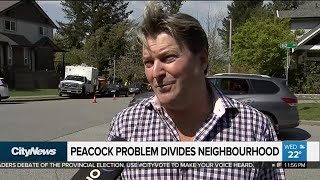 Peacock problem divides Surrey neighbourhood