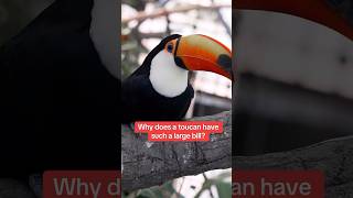 A toucan's bill is all about survival, style \u0026 snacking! #naturepbs #wildlife #birds #toucans