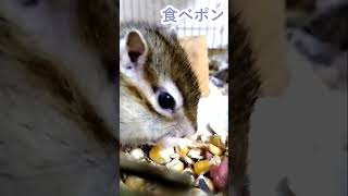 しまりす「ポン吉」ご飯中です。【ペット】【シマリス】【Chipmunk】【Squirrel】【Kawaii】【Cute】