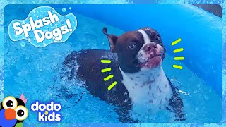 Splash Dog Gets The Biggest Surprise! | Dodo Kids | Animal s