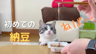 猫が納豆を初めて見た時の反応です【マンチカン】