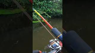 Mancing Di Rawa Banjir Diserang Ribuan Ikan Toman 😱😱 #short #shorts